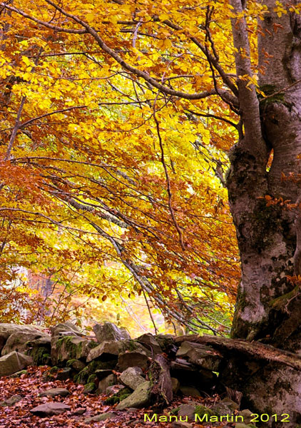 Los bosques de Sajambre, Picos de Europa, León Los bosques de Sajambre, Picos de Europa, León